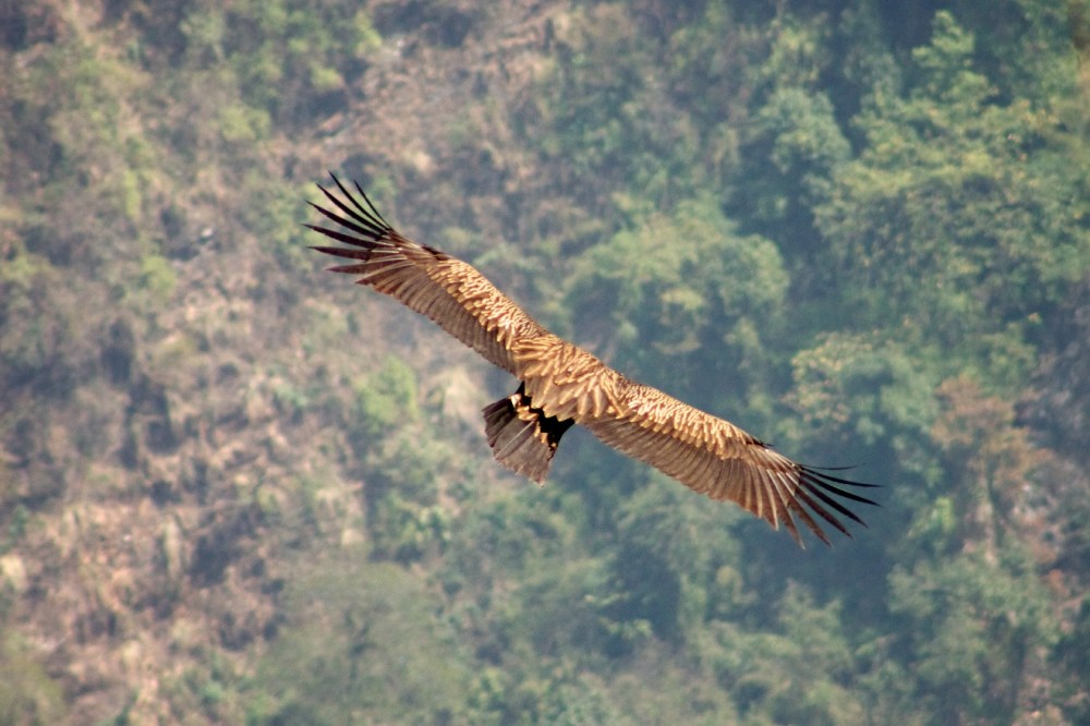 himalayan griffon