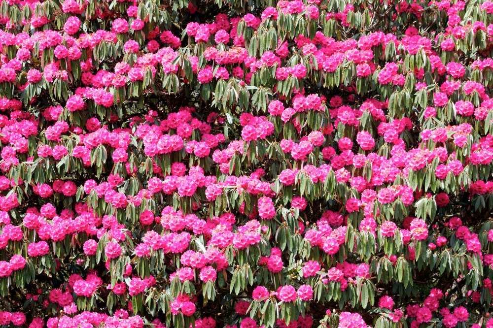 rhodo-crazy! pretty!