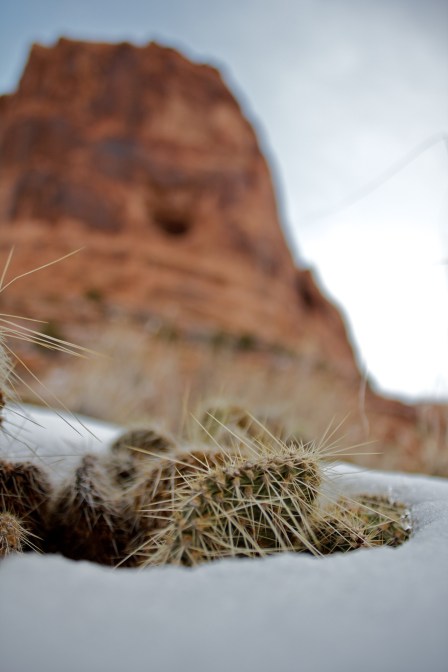 Snow Cacti
